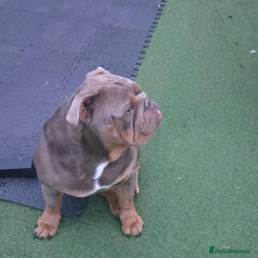 English Bulldog dogs for stud: English bull dog full pedigree kc register stud  in Nottingham - Advert 3