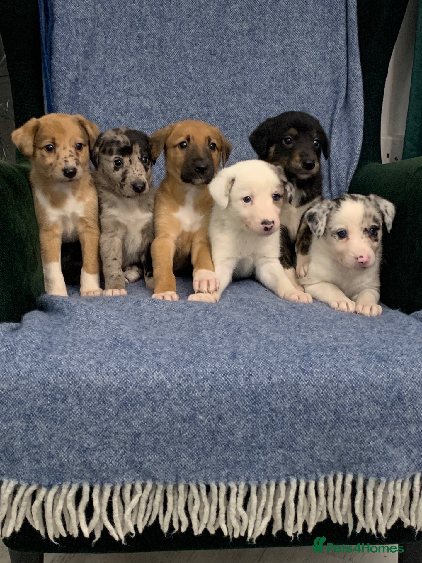 Mixed Breed dogs Blue Merle Border Collie x Lurcher Puppies  - Advert 11