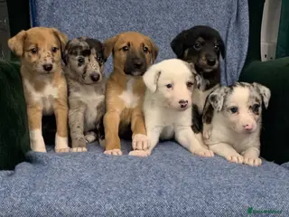 Mixed Breed dogs Blue Merle Border Collie x Lurcher Puppies - Advert 1