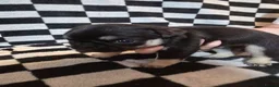 Pug dogs for sale: Kc registered Pug puppies  - Advert 7