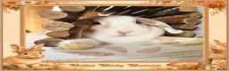 Mini Lop rabbits for sale: 🧡 Amber 🧡 3yr old girl mini lop 🧡 - Advert 5