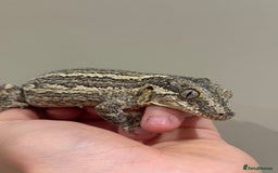 Gecko reptiles for sale: Gargoyle Geckos  - Image 7