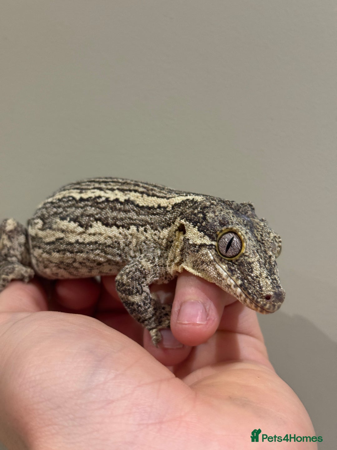 Gecko reptiles for sale: Gargoyle Geckos  - Image 7