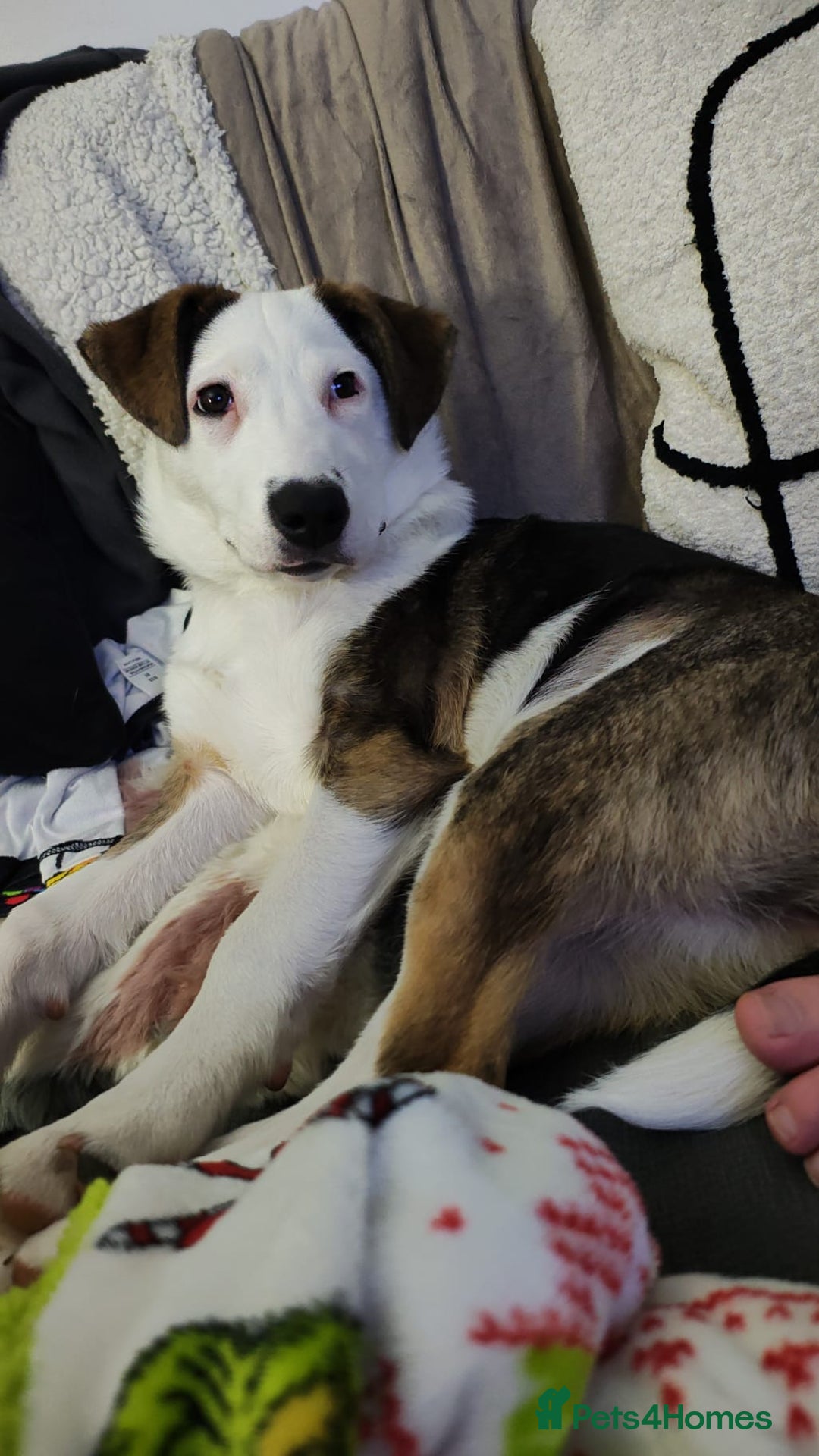 Mixed Breed dogs for sale: Nelly.. husky x German shepherd 6 months old  - Advert 2