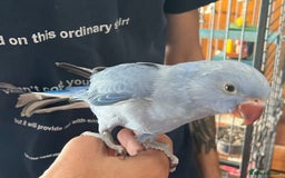 Ringnecks birds for sale: Hand Reared Baby Ringneck’s  - Image 2