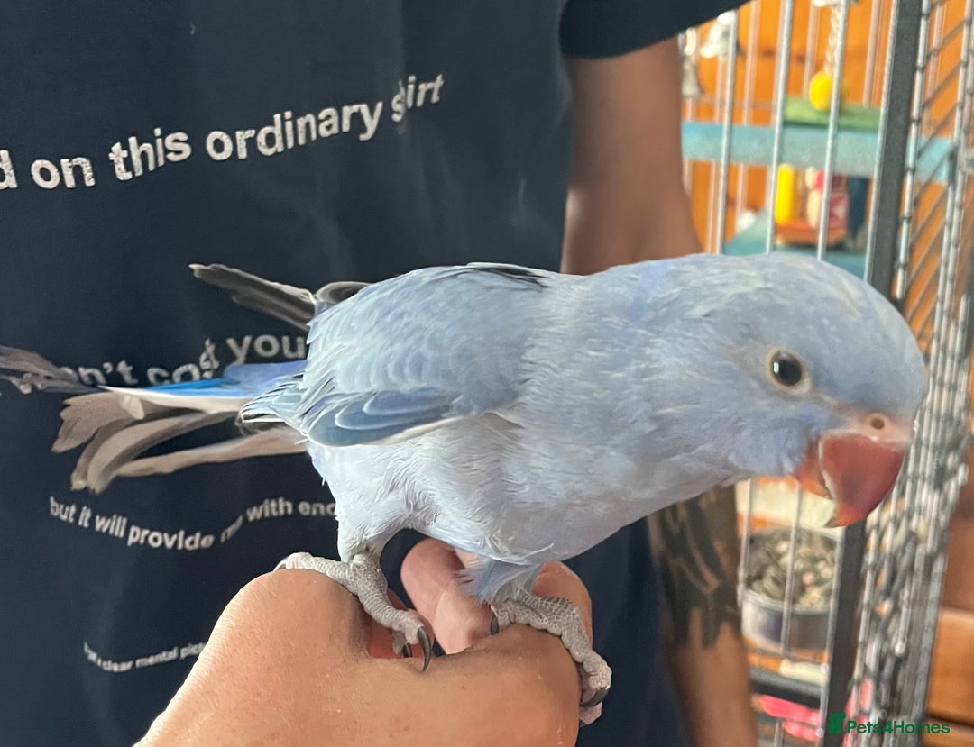 Ringnecks birds for sale: Hand Reared Baby Ringneck’s  - Image 2