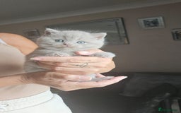 British Shorthair cats for sale: Female lilac fully health checked bsh - Image 4