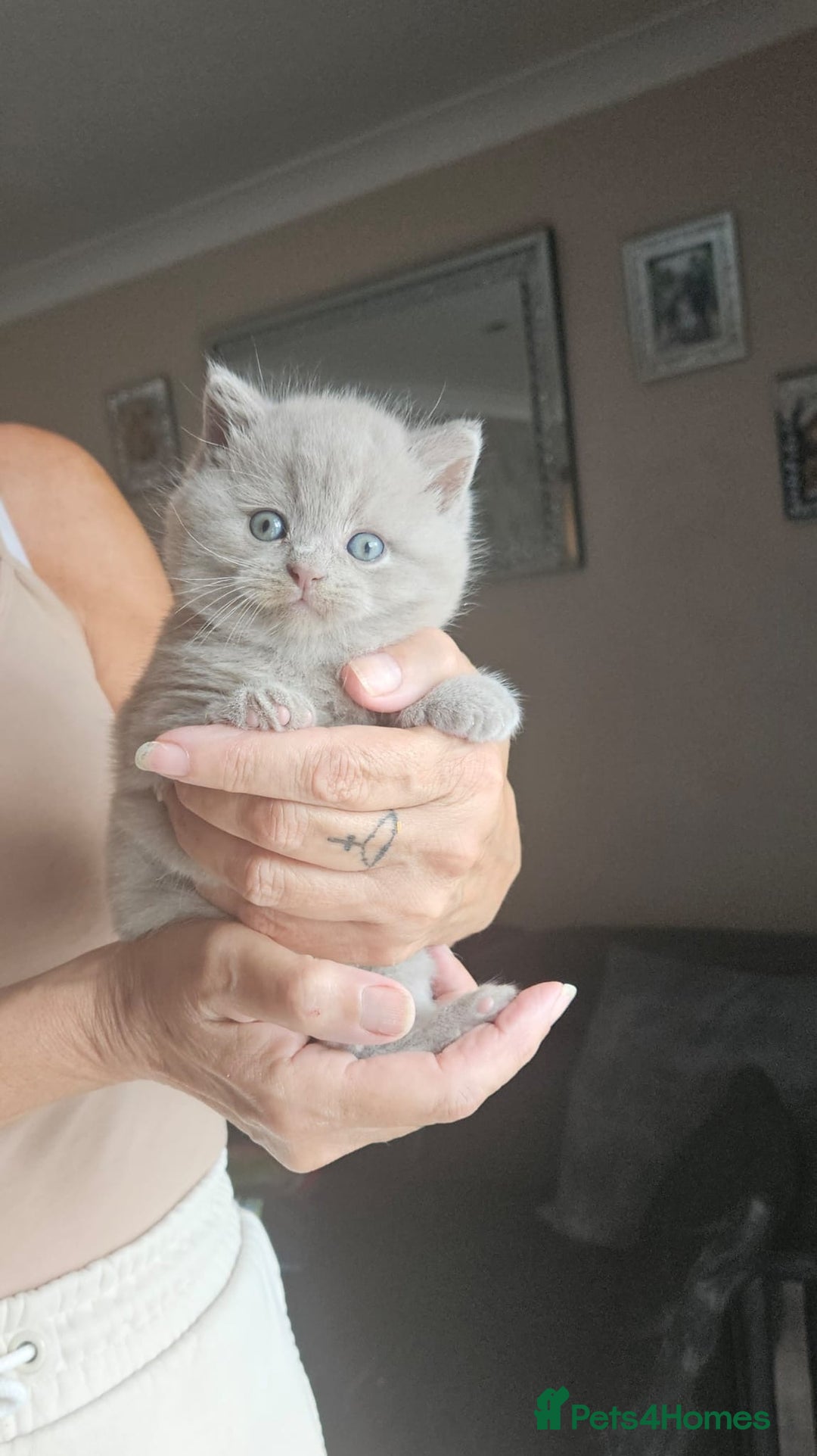 British Shorthair cats for sale: Female lilac fully health checked bsh - Image 4