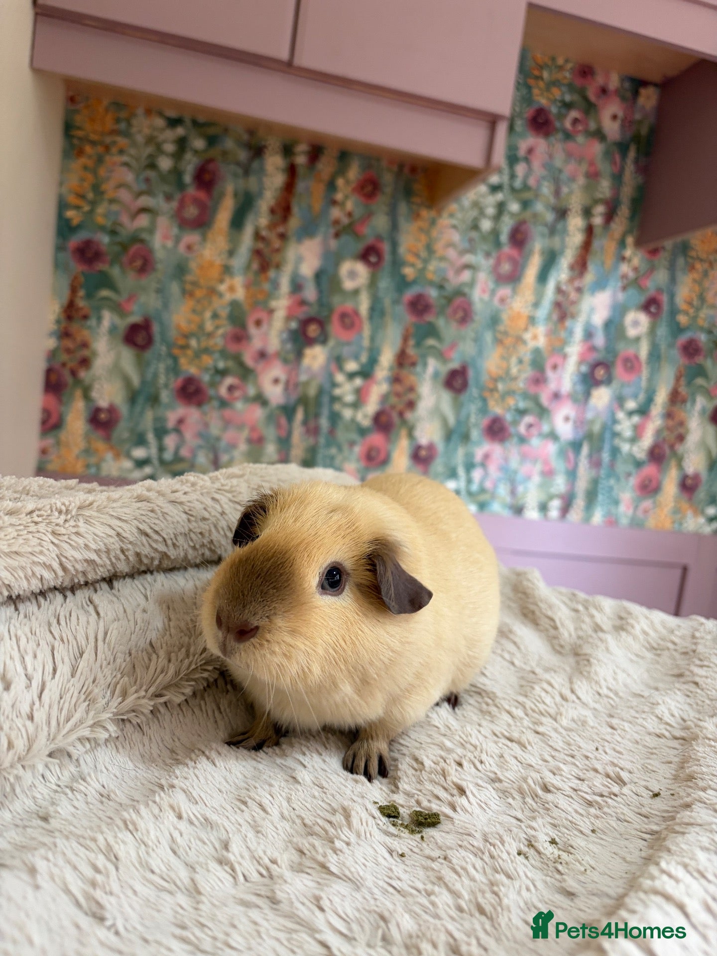 Guinea Pig rodents 🐹 Guinea Pigs Looking for Loving Homes - Advert 1