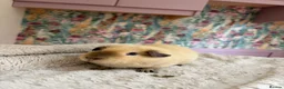 Guinea Pig rodents for sale: 🐹 Guinea Pigs Looking for Loving Homes - Advert 1