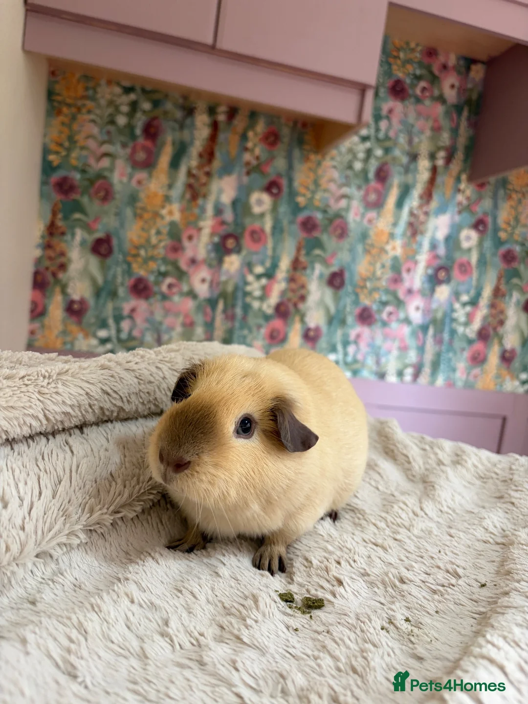 Guinea Pig rodents for sale: 🐹 Guinea Pigs Looking for Loving Homes - Advert 1