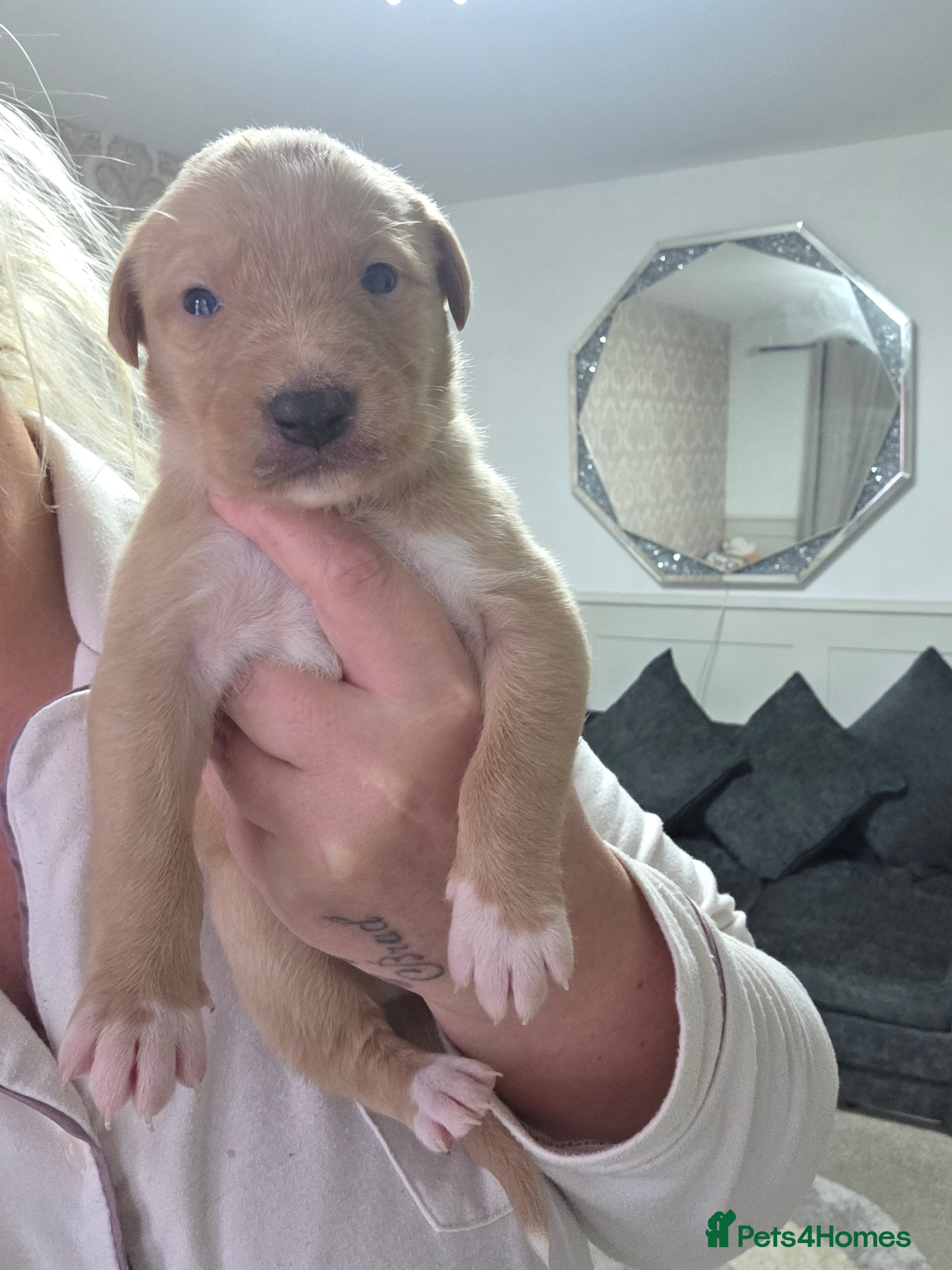 Mixed Breed dogs Saluki collie bull whippet greyhound pups - Advert 18