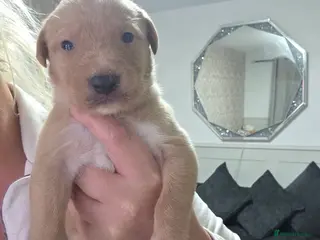 Mixed Breed dogs Saluki collie bull whippet greyhound pups - Advert 5