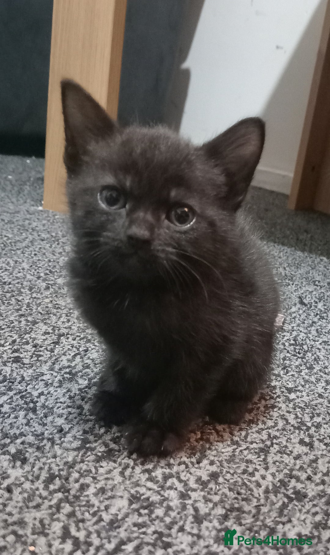 British Shorthair cats for sale: Cute kittens looking for forever homes  - Advert 2