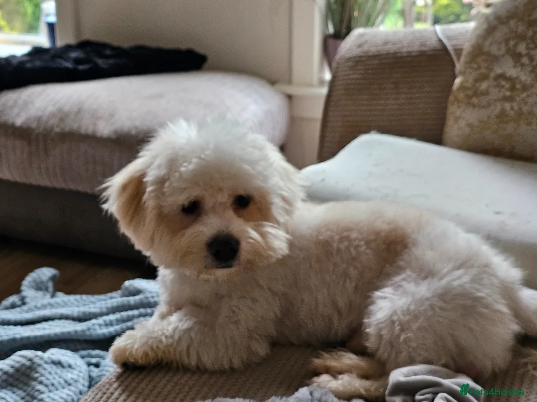 Shih Tzu dogs for sale: 10 month shih tzu puppy for sale in Falkirk - Advert 1