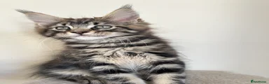 Maine Coon Kitten 1