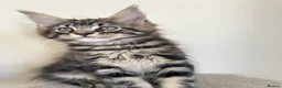 Maine Coon cats for sale: Maine coin kittens available for reservation  in Brighouse - Advert 21