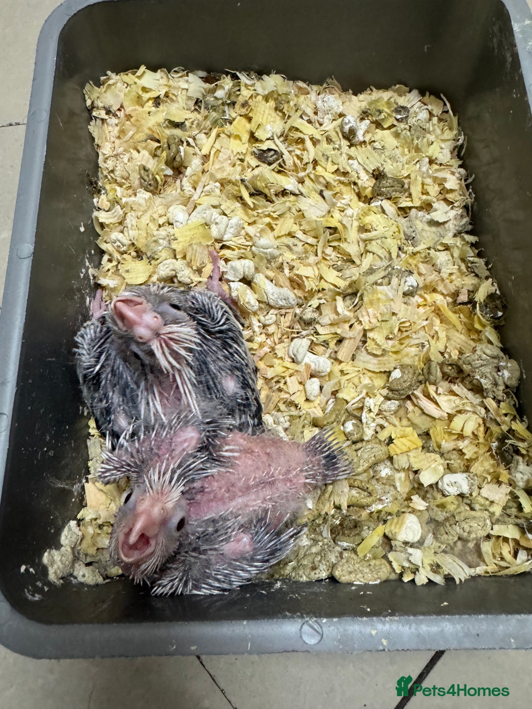 Cockatiels birds for sale: Cockatiel baby  - Advert 2