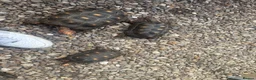 Tortoise reptiles for sale: Trio red footed tortoises - Advert 15