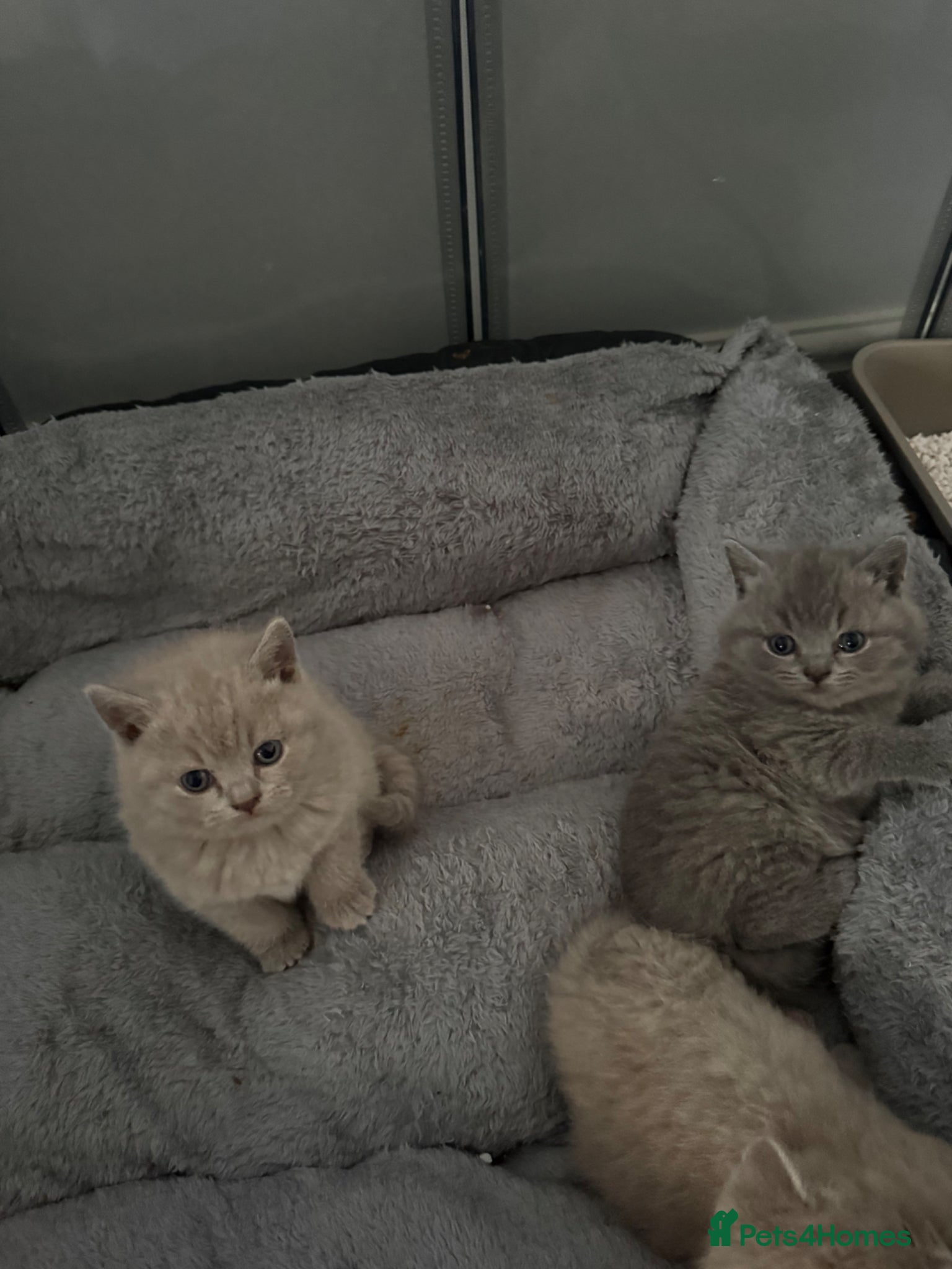 British Shorthair cats British shorthair  - Advert 1