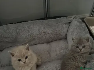 British Shorthair cats British shorthair - Advert 5