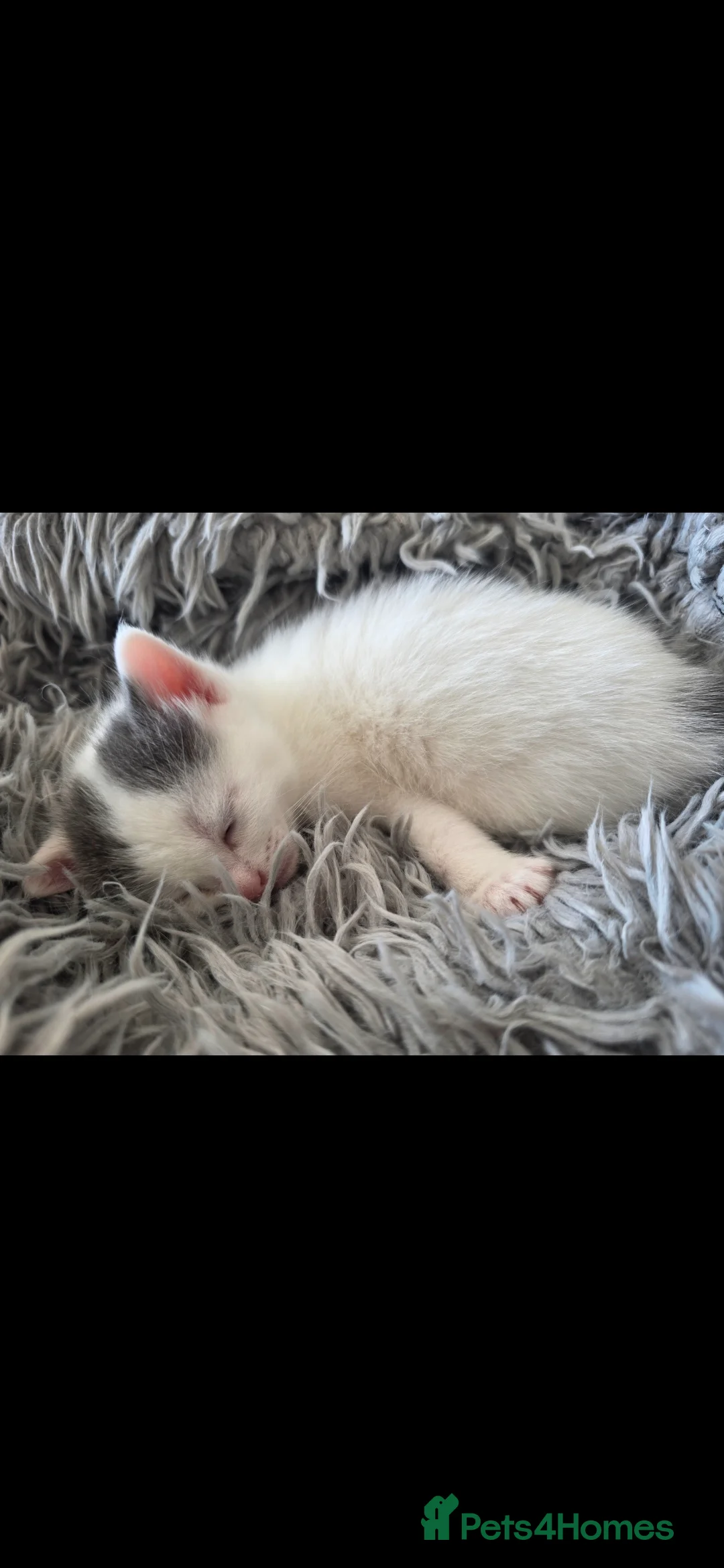 Mixed Breed cats for sale: 🐾 Adorable Male Kittens 🐾 - Advert 5