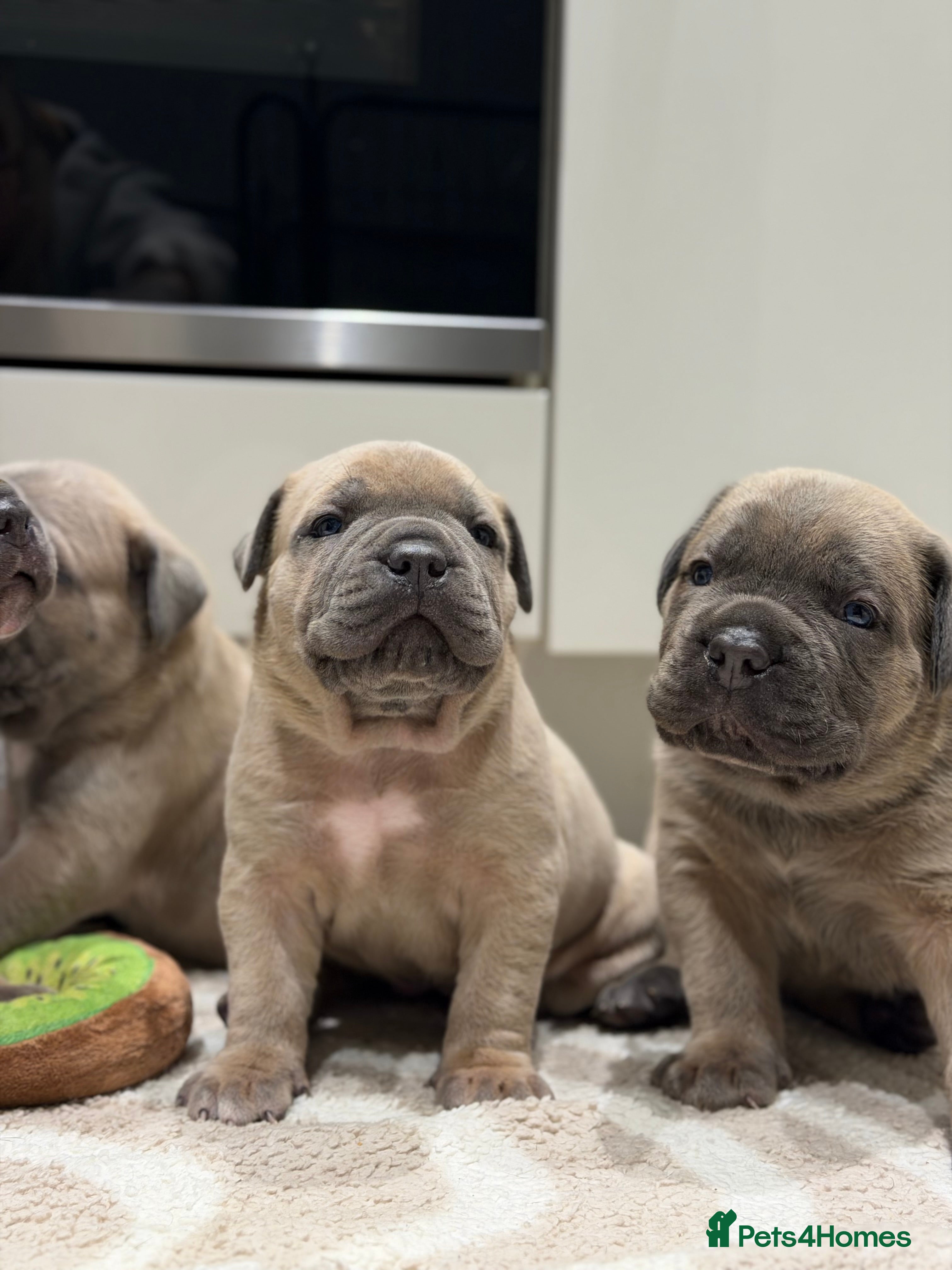 Cane Corso dogs ICCF Registered Formentino Cane Corsos  - Advert 9