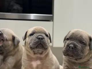 Cane Corso dogs ICCF Registered Formentino Cane Corsos - Advert 9