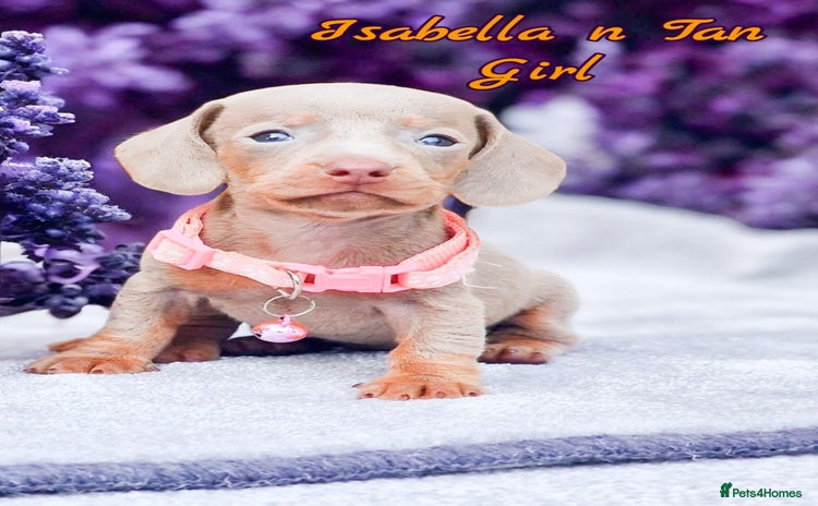 Miniature Dachshund dogs - Advert 1