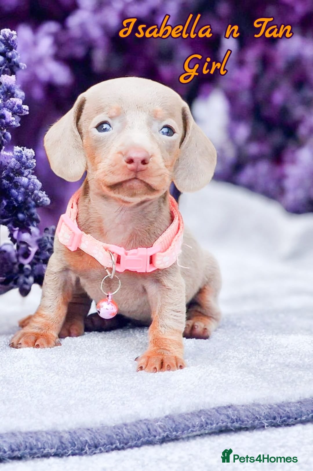 Miniature Dachshund dogs for sale: BLUE DAPPLE & ISABELLA DAPPLE PUPS AVAILABLE  - Image 1