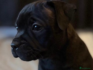 Staffordshire Bull Terrier dogs ✨LAST BEAUTIFUL GIRL,READY TO LEAVE✨ - Advert 3