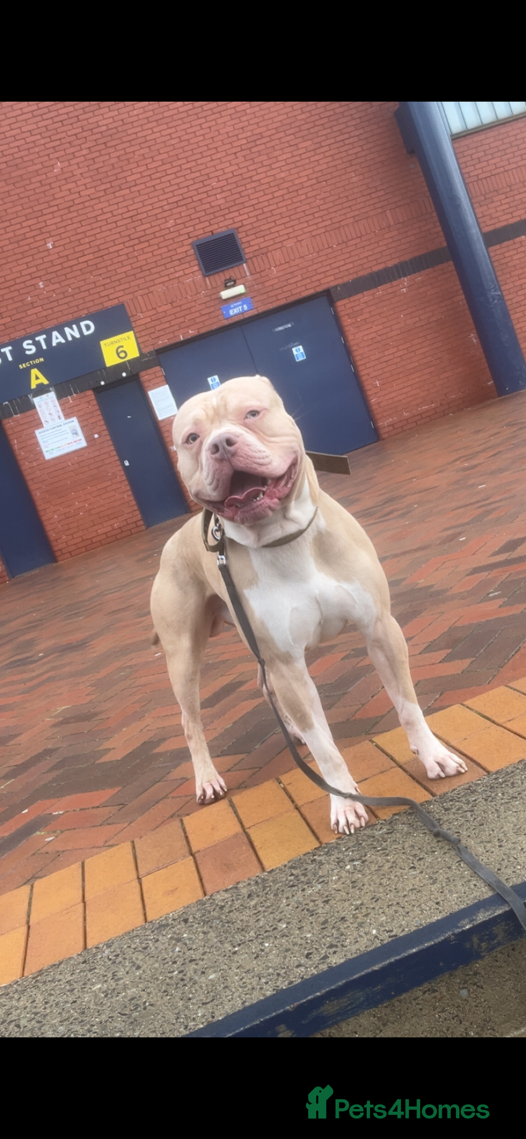 American Bulldog dogs for stud: American bulldog X for stud  - Advert 5