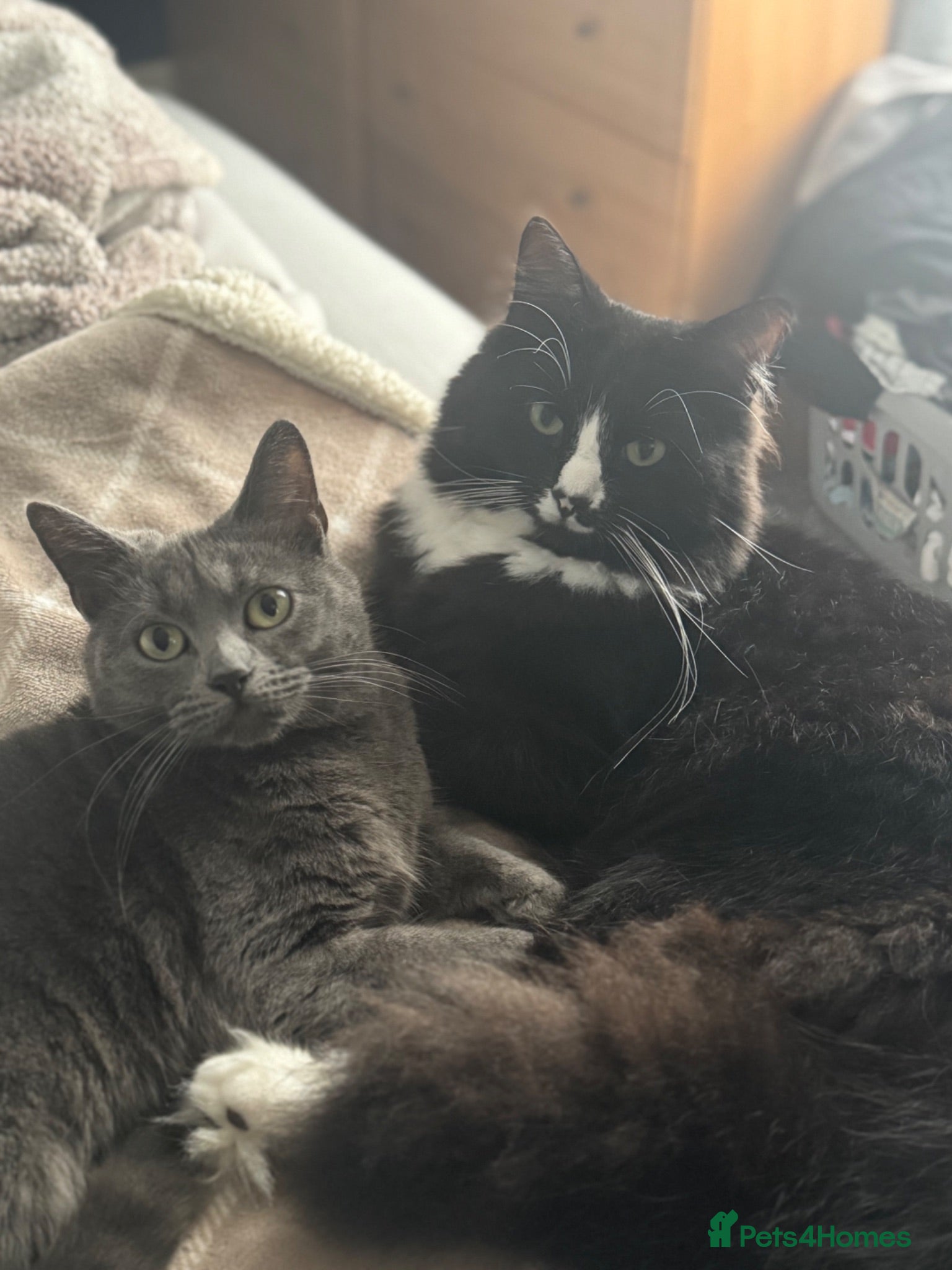 Mixed Breed cats Loving Forever Home Wanted for Our Beautiful cats - Advert 13