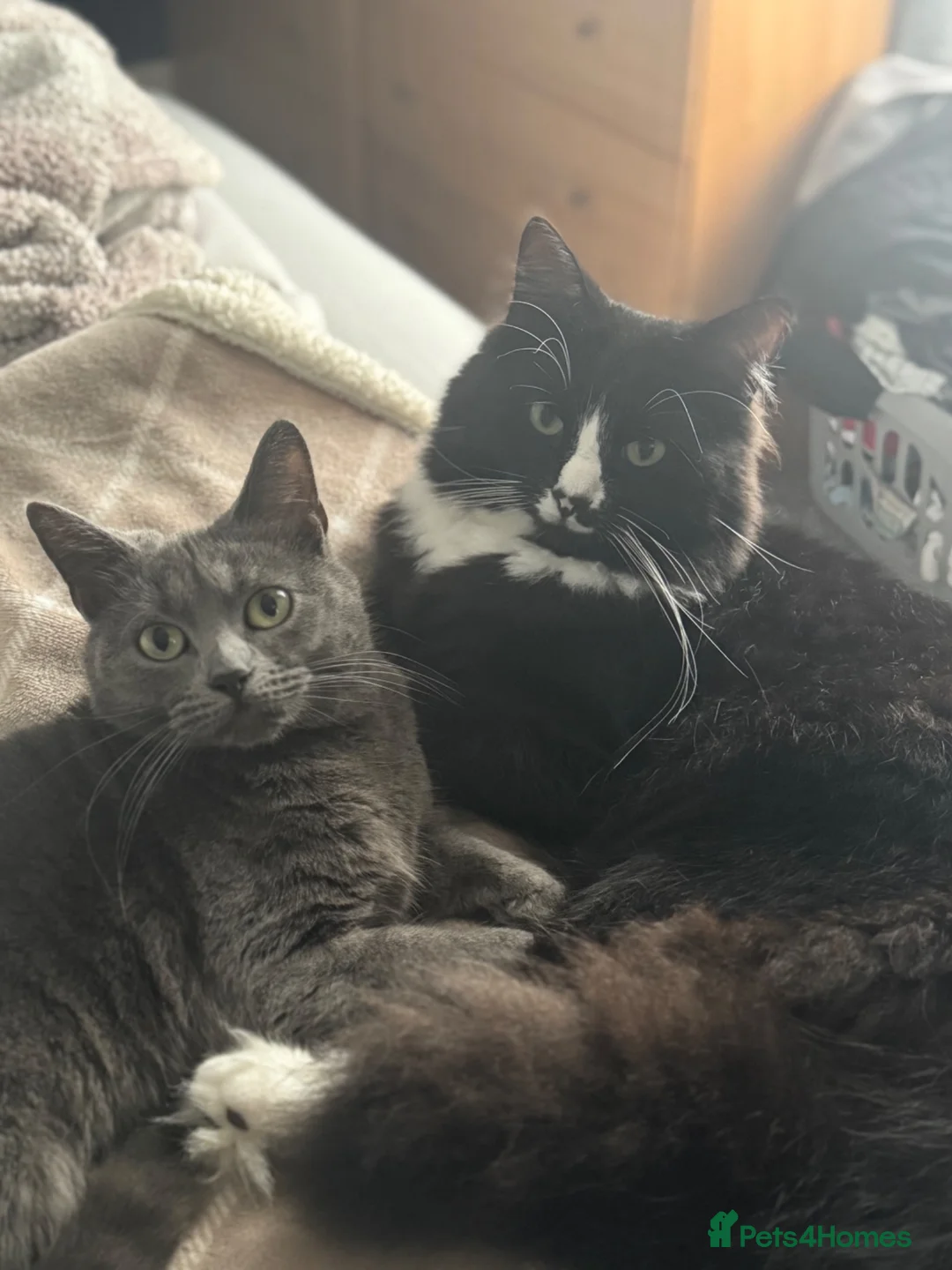Mixed Breed cats for sale: Loving Forever Home Wanted for Our Beautiful cats - Advert 1