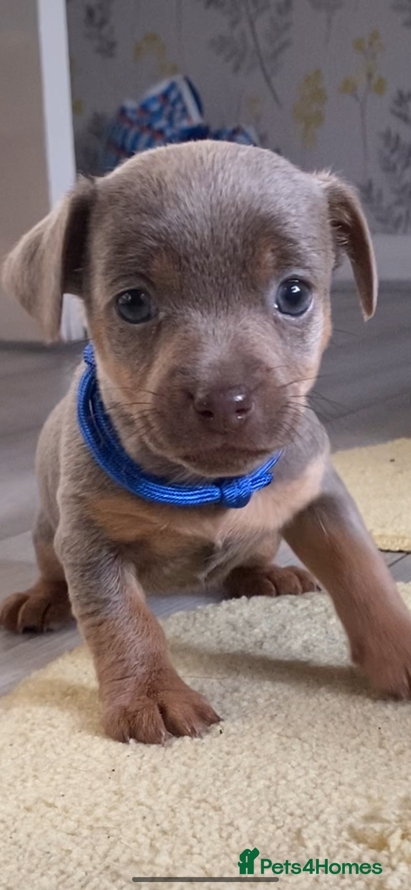 Jack Russell dogs Much Wenlock Jack Russell Puppies - Advert 9