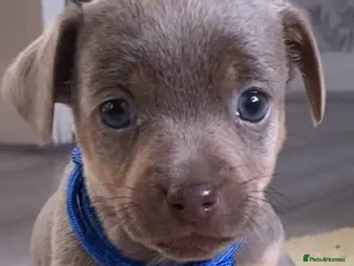 Jack Russell dogs Much Wenlock Jack Russell Puppies - Advert 9