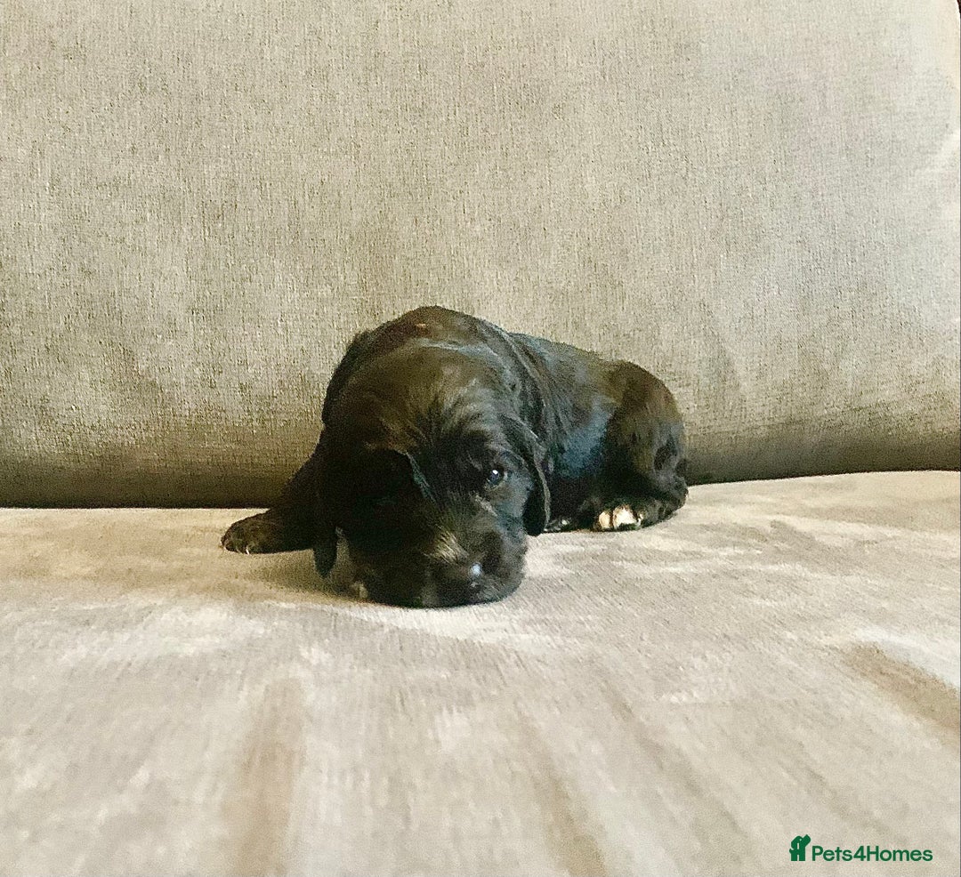 Cockapoo dogs for sale: Cockapoo F1b - Advert 19