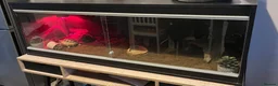 Tortoise reptiles for sale: X2 Tortoise - Advert 3