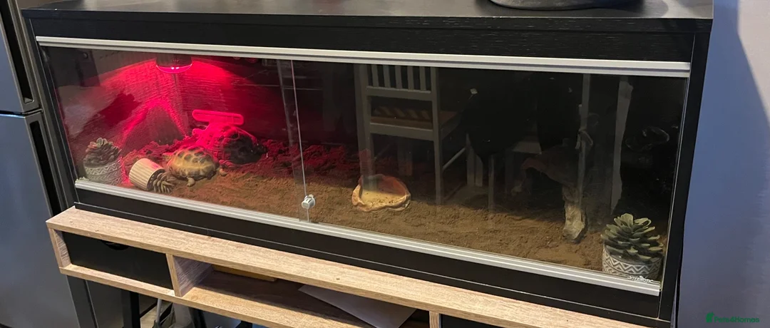 Tortoise reptiles for sale: X2 Tortoise - Advert 3