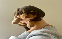 Miniature Dachshund dogs for sale: Exceptional quality long haired mini dachshunds - Image 16