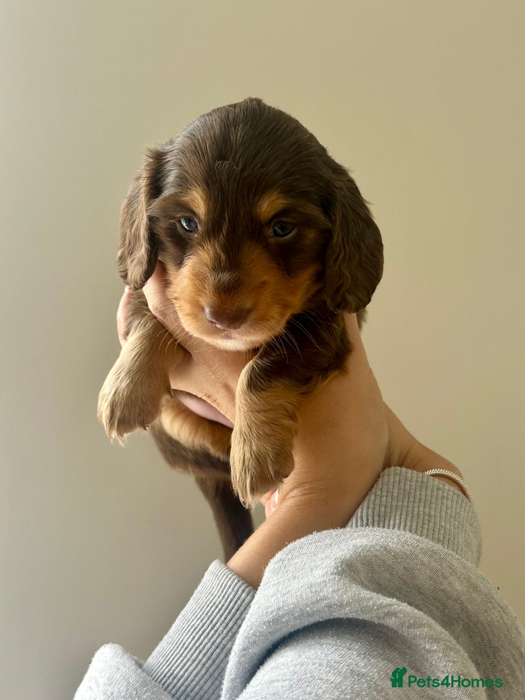 Miniature Dachshund dogs for sale: Exceptional quality long haired mini dachshunds - Image 16