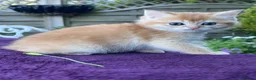 British Shorthair cats for sale: Golden, Golden Colourpoint & Silver Tipped - Advert 2