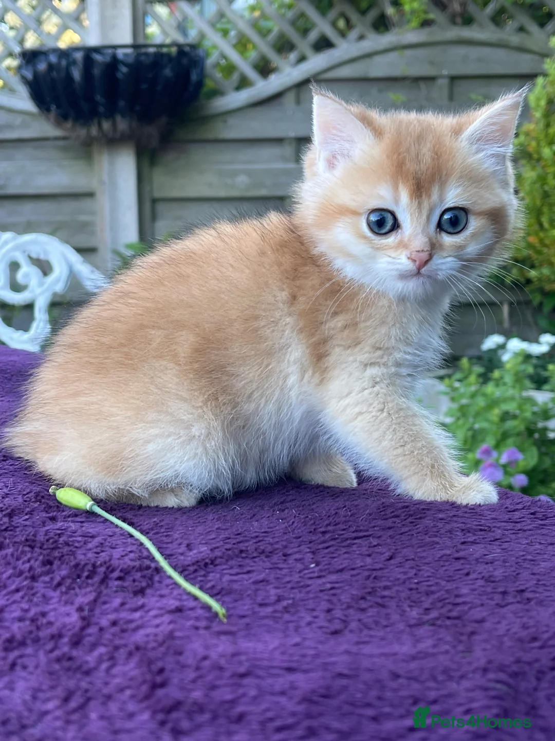 British Shorthair cats for sale: Golden, Golden Colourpoint & Silver Tipped - Advert 2