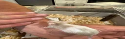 Mouse rodents for sale: Baby mice ready 1st June - Advert 10