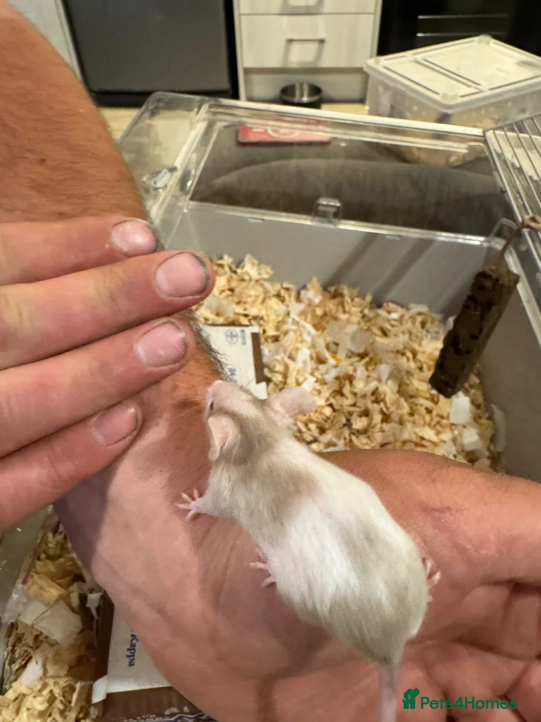 Mouse rodents for sale: Baby mice ready 1st June - Advert 10