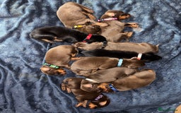 Dobermann dogs for sale: Doberman Puppies For Sale  - Image 2