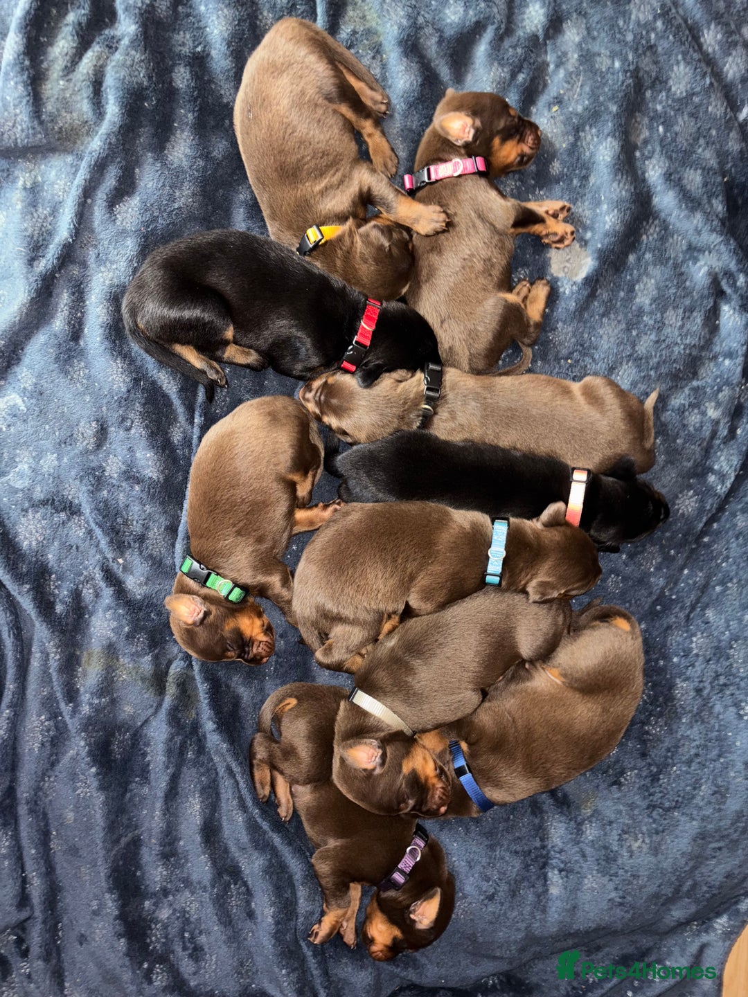 Dobermann dogs for sale: Doberman Puppies For Sale  - Image 2