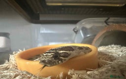 Snake reptiles for sale: Western Hognose Snake - Image 6