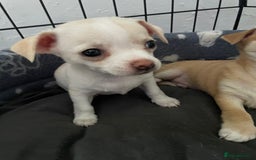 Chihuahua dogs for sale: Chihuahua Puppy 3 - 2 boy, 1 girl  chihuahua  - Image 13