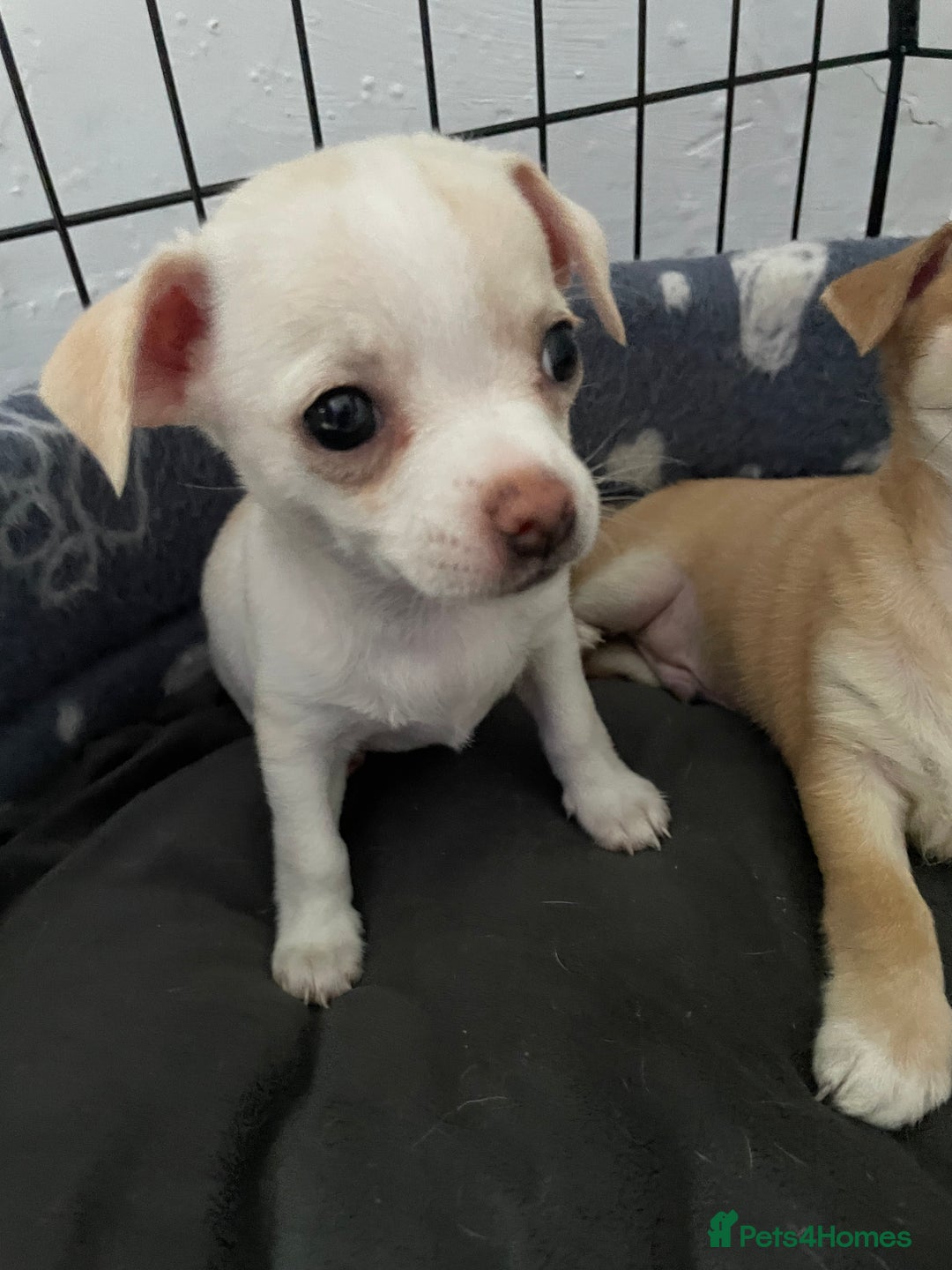 Chihuahua dogs for sale: Chihuahua Puppy 3 - 2 boy, 1 girl  chihuahua  - Image 13